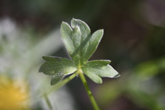 Ranunculus scapiger