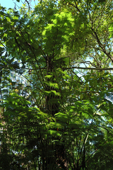 Alsophila fenicis