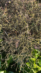 Koeberlinia spinosa