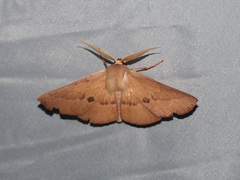 Monoctenia falernaria