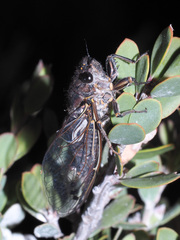 Gelidea torrida