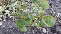 Brunnera sibirica