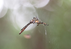 Leptogaster