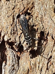 Turneromyia