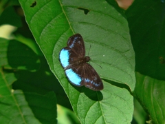 Pythonides proxenus