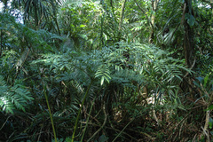 Ptisana pellucida