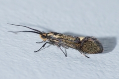 Esperia sulphurella