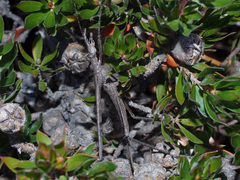 Zaprochilus australis