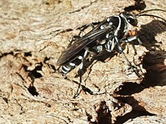 Turneromyia