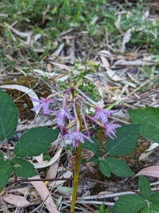 Dipodium campanulatum