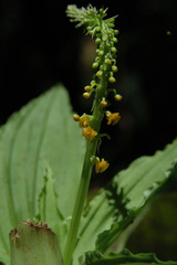 Crepidium bancanoides
