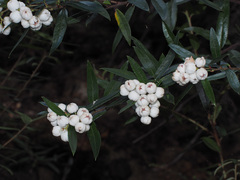 Gaultheria hispida