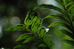 Ptisana pellucida