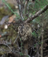Aenetus moorei