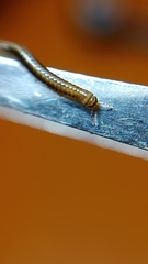 Brachyiulus pusillus