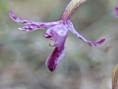 Dipodium campanulatum