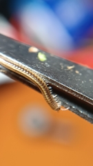 Brachyiulus pusillus