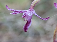 Dipodium campanulatum