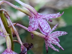 Dipodium campanulatum