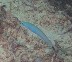 Ptereleotris heteroptera