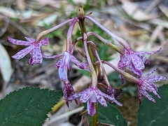 Dipodium campanulatum