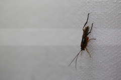 Lissopimpla