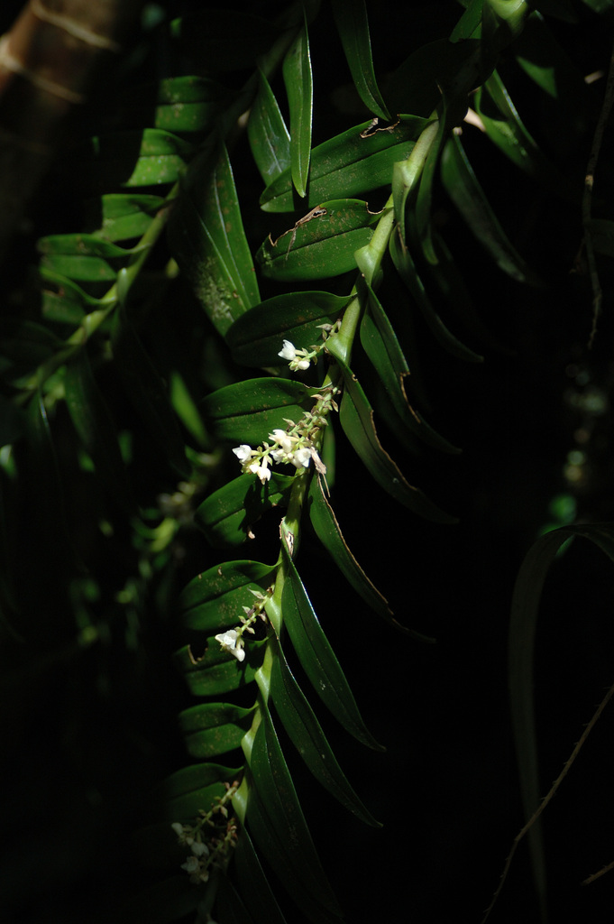 Appendicula fenixii