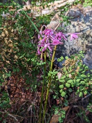 Dipodium campanulatum