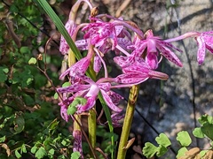 Dipodium campanulatum