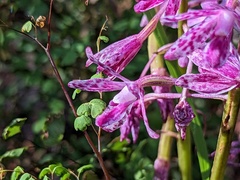 Dipodium campanulatum