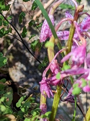 Dipodium campanulatum