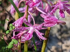 Dipodium campanulatum