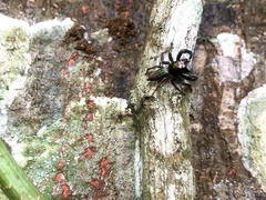 Colopsus ferruginus