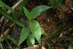 Goodyera foliosa