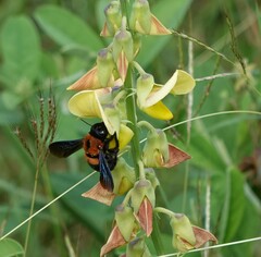 Xylocopa lateritia