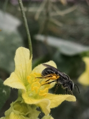 Lasioglossum viride
