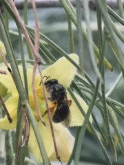 Lasioglossum viride