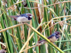 Hirundo rustica rustica
