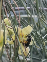 Lasioglossum viride