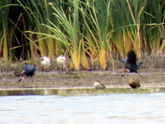 Porphyrio madagascariensis