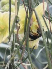Lasioglossum viride