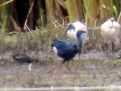 Porphyrio madagascariensis