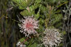 Serruria pedunculata