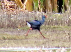 Porphyrio madagascariensis