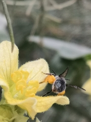 Lasioglossum viride
