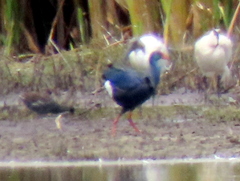 Porphyrio madagascariensis