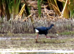 Porphyrio madagascariensis