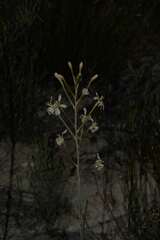 Tritoniopsis nervosa