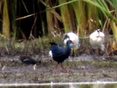 Porphyrio madagascariensis