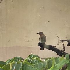 Hypsipetes philippinus